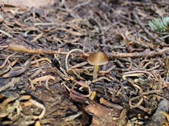 Mycena nivicola
