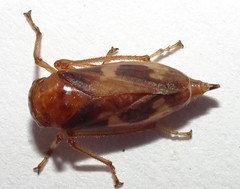 Australoscopus whitei