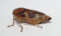 Australoscopus whitei