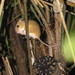 Arboreal Rice Rats - Photo (c) Vincent A. Vos, some rights reserved (CC BY), uploaded by Vincent A. Vos
