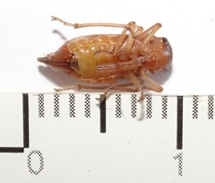 Australoscopus whitei