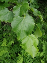 Tilia dasystyla caucasica