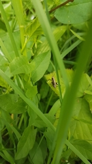 Pholidoptera griseoaptera