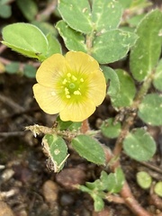 Kallstroemia maxima