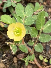 Kallstroemia maxima