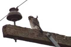 Spiziapteryx circumcincta