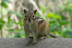 Eutamias sibiricus
