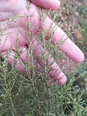 Dicerothamnus