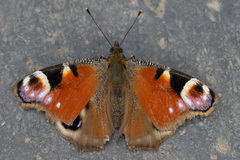 Aglais io