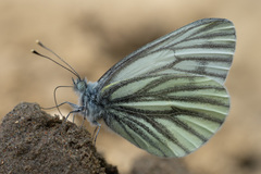 Pieris napi