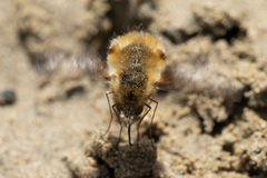 Bombylius major