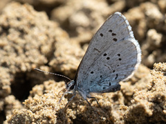Celastrina argiolus