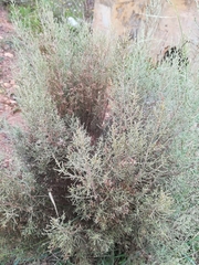 Dicerothamnus