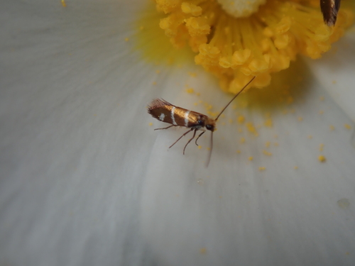 Micropterix aruncella