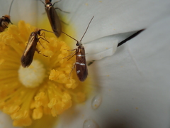 Micropterix aruncella