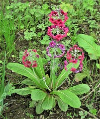 Primula pulverulenta
