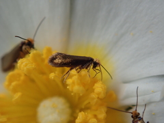 Micropterix aruncella