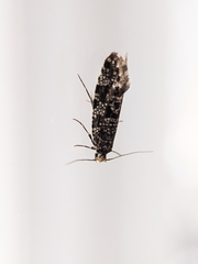 Triaxomera parasitella