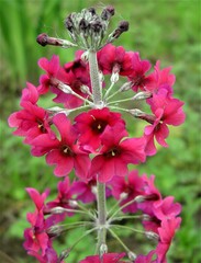 Primula pulverulenta