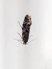 Triaxomera parasitella