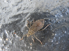 Hygia lativentris