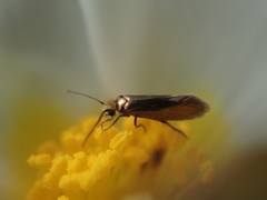 Micropterix aruncella