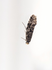 Triaxomera parasitella