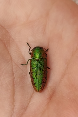 Lamprodila mirifica