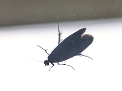 Triaxomera parasitella