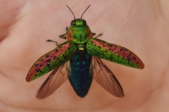 Lamprodila mirifica
