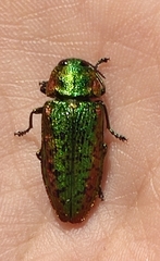 Lamprodila mirifica