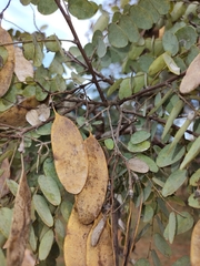 Dalbergia miscolobium