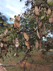 Dalbergia miscolobium