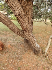 Dalbergia miscolobium