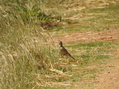 Anthus rufulus
