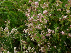 Galium corsicum
