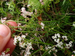 Galium corsicum