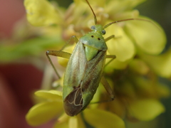 Closterotomus
