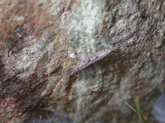 Machilinus rupestris