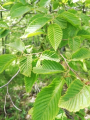 Ostrya carpinifolia