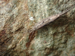 Machilinus rupestris