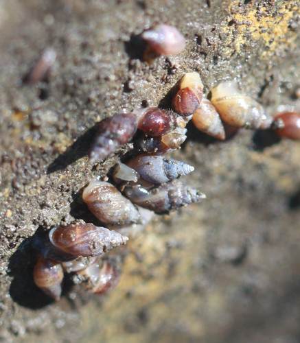 Mouse-eared Snail