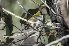 Melithreptus chloropsis