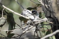 Melithreptus chloropsis