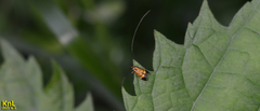 Nemophora staudingerella