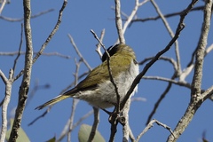 Melithreptus chloropsis
