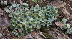 Crassula cremnophila