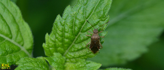 Rhopalus sapporensis