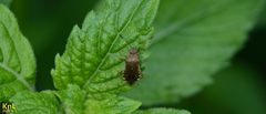 Rhopalus sapporensis