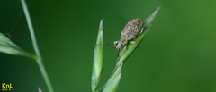 Cyphicerini